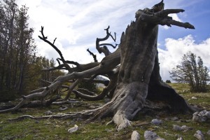 Zu-Peppe-Pino-loricato